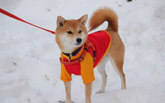 美国队未来发展：如何通过调整选手战术打法应对国际挑战，美国队站位