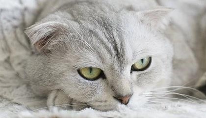 开云体育在线登入-国足边锋单打独斗成功率数据统计，国足独赢关岛