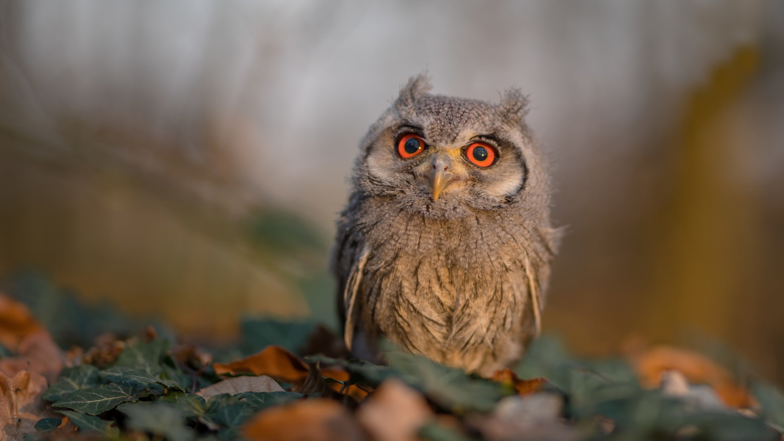 东亚杯中国女足晋级 球员信心十足，中国女足东亚杯最新消息