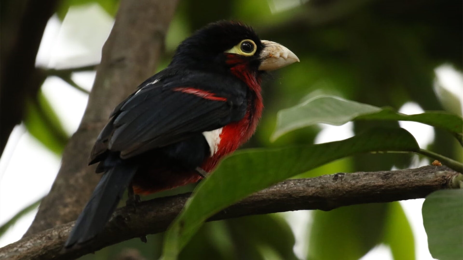 五大联赛年轻后场组合是否能成为创意源泉,五大联赛最年轻球员