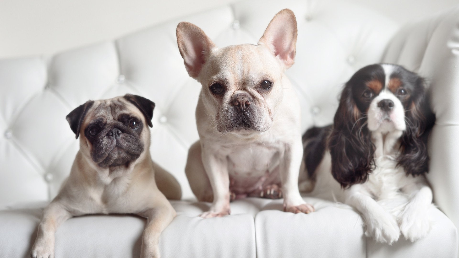 开云中国-“尼古拉斯·桑特基的强势进攻与精准控制，带领阿根廷美洲狮队走向全球舞台”