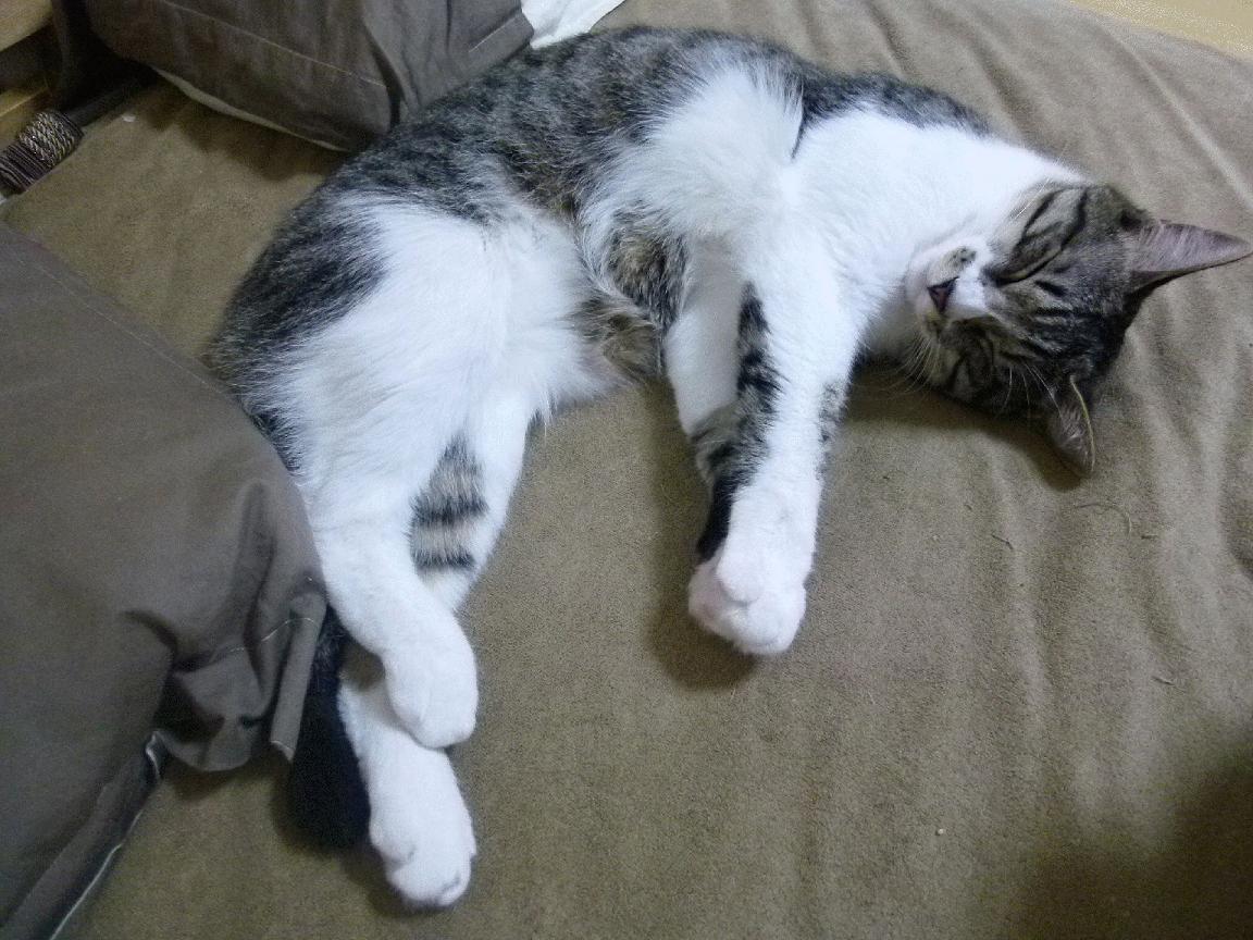 开云体育官网下载安装-“胡利安·门德斯：阿根廷美洲狮队的脚法大师，未来无可限量”