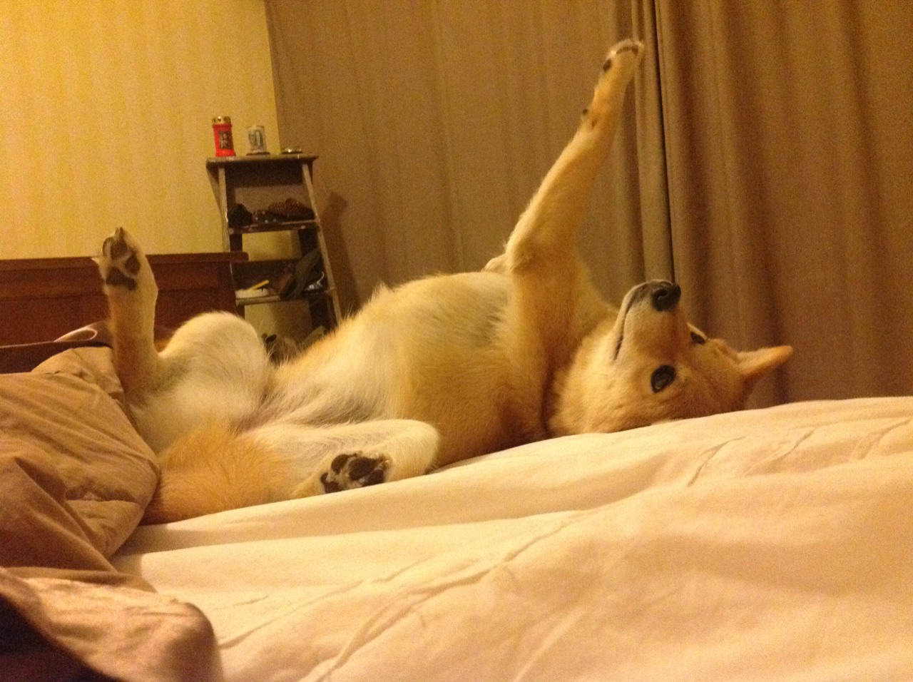 开云官网在线-“马丁·高尔西的领袖气质与防守技巧，成就美洲狮队未来”